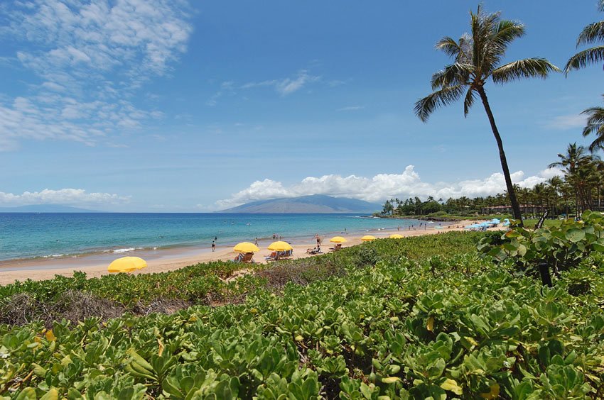 Beachfront vegetation