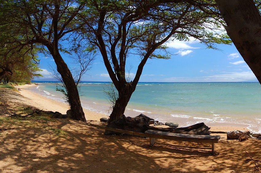 Shoreline trees