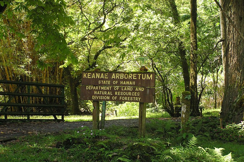 Ke'anae Arboretum