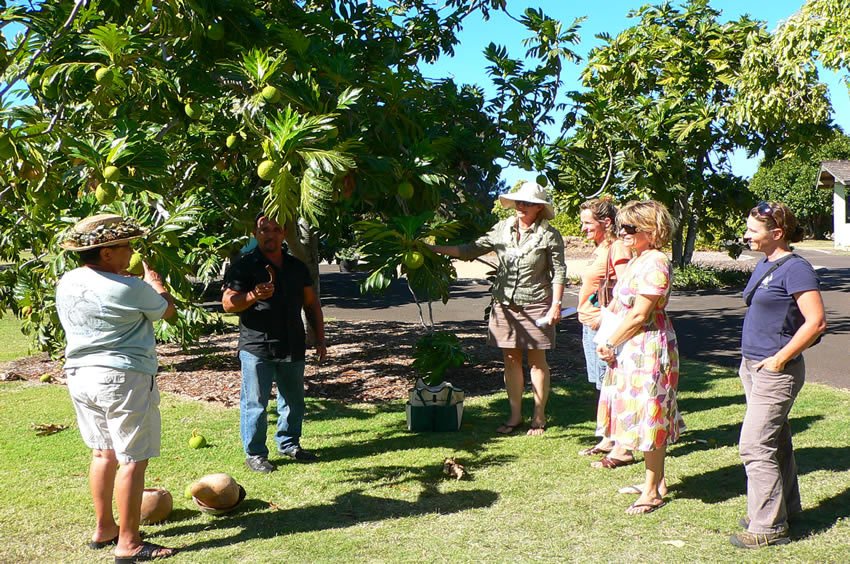 Maui Nui Botanical Gardens tour