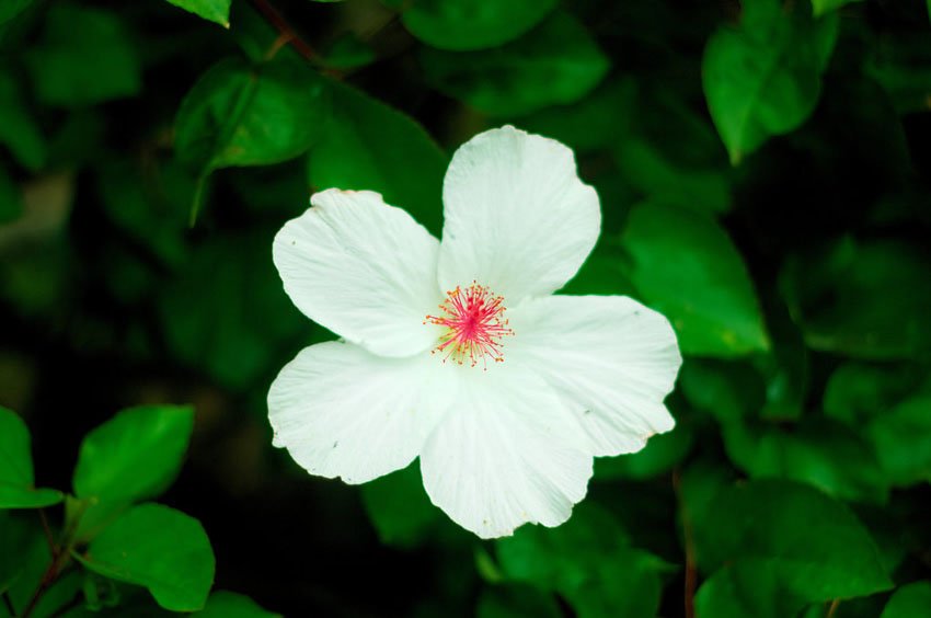 Maui Flora