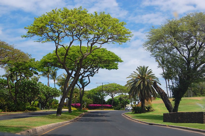 Scenic Maui drive