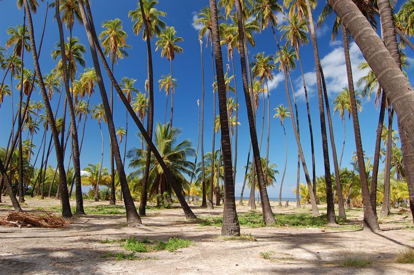 Molokai coconut trees