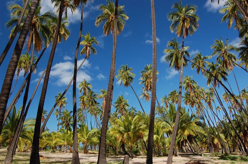 Tall coconut trees on Molokai