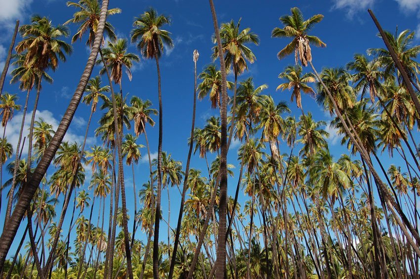 One of Hawaii's oldest coconut groves