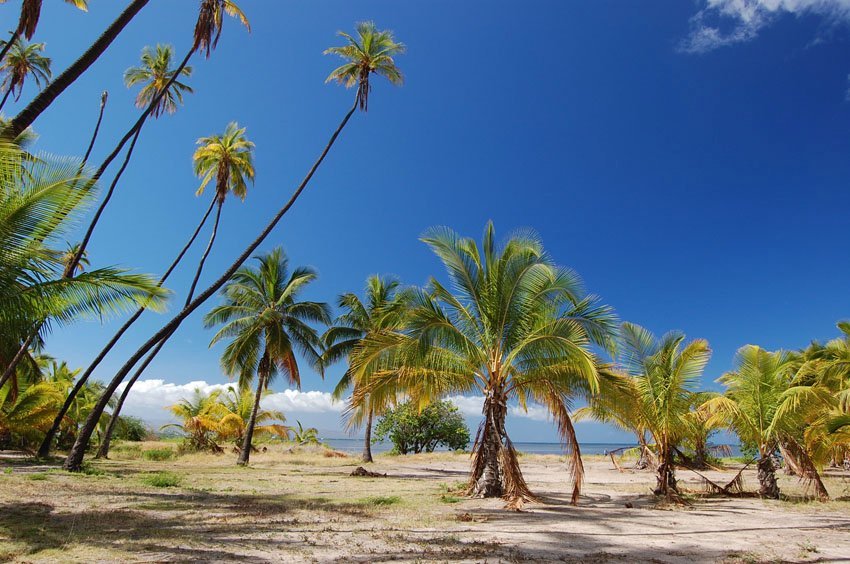 Tropical view