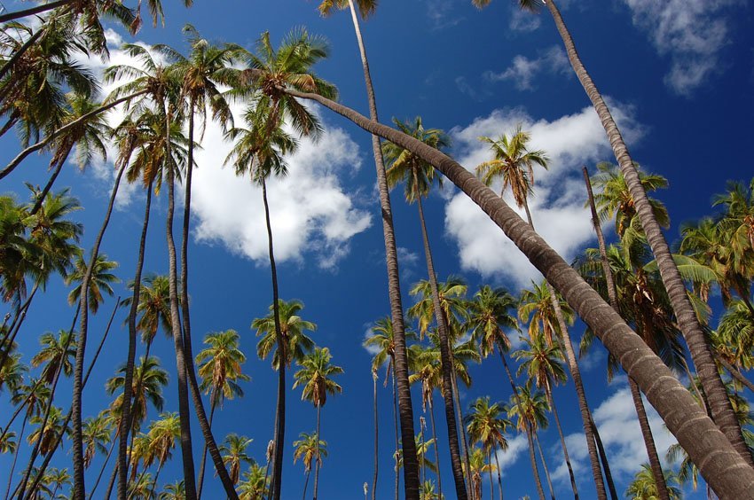 Watch out for falling coconuts