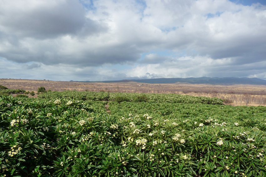 Molokai Plumerias