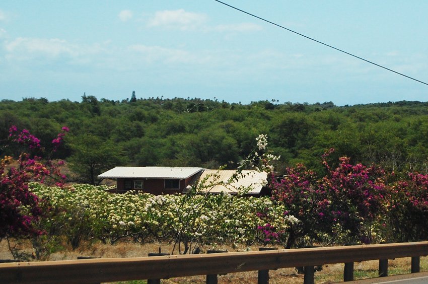 Molokai Plumerias in Kaunakakai