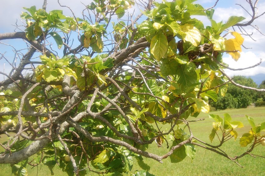 Noni tree