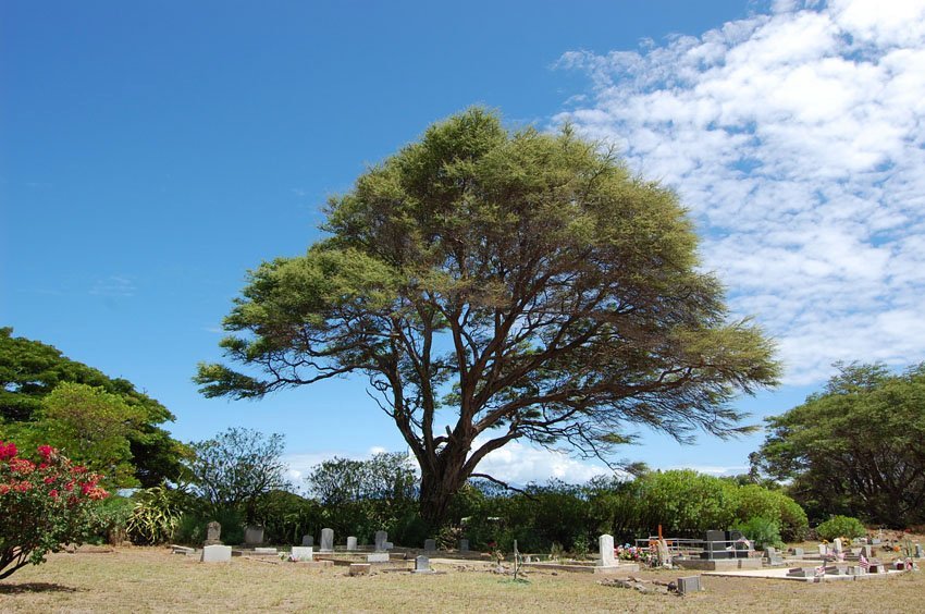 Church cemetery