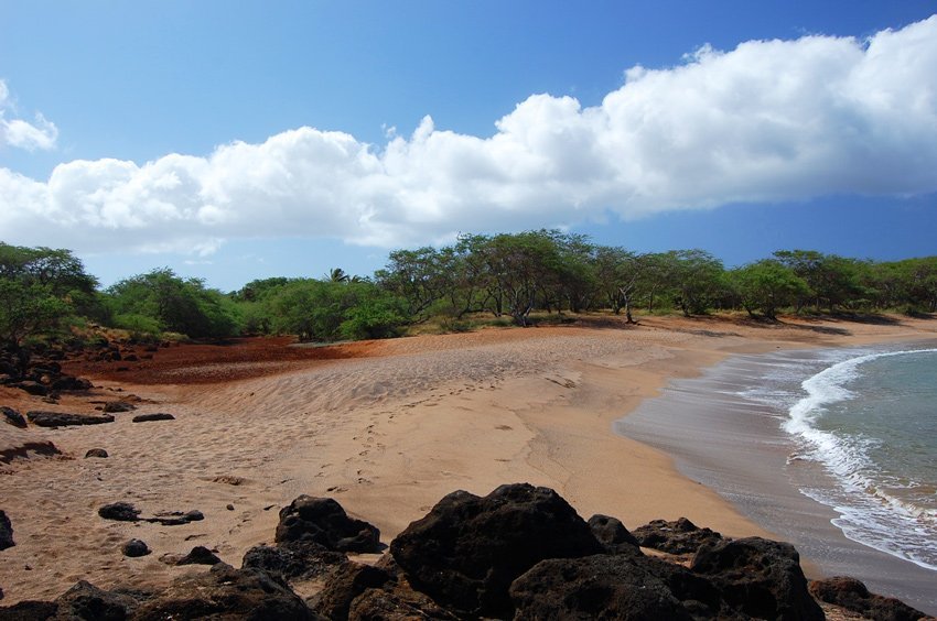 Kiawe trees