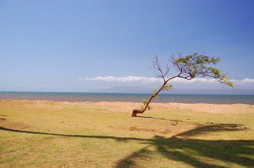 Beachfront tree