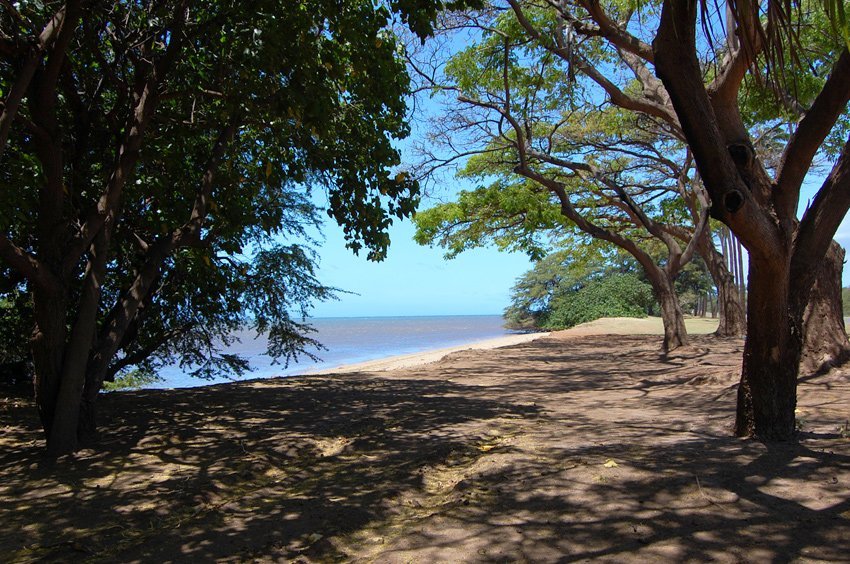 Park trees