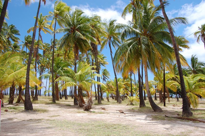 Coconut trees