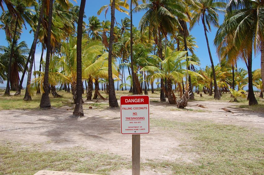 Beware of falling coconuts