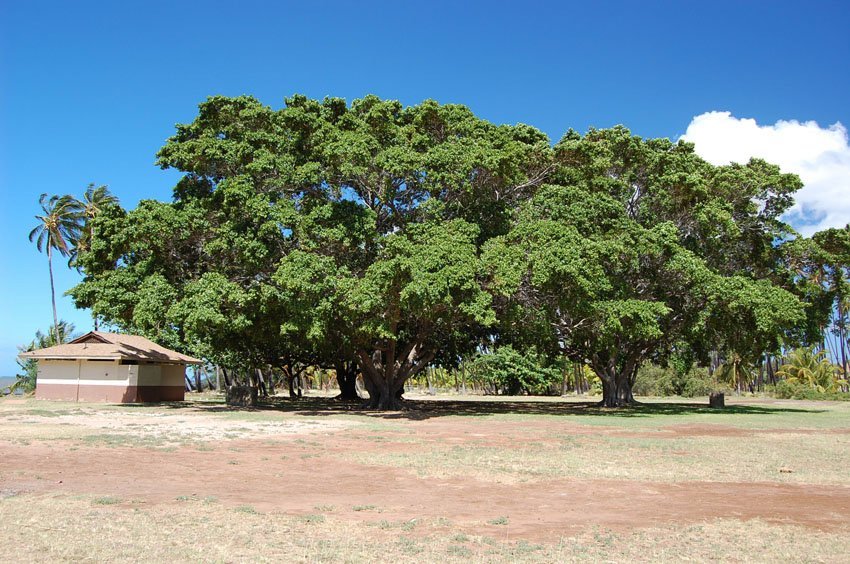 Shady spot under these two big trees