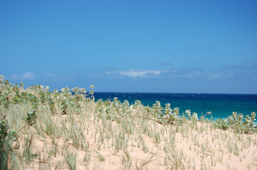 Beachfront vegetation