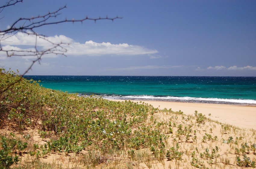 Thorny branch with ocean view