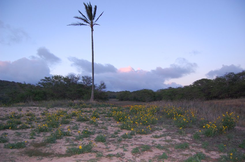 West Molokai vegetation