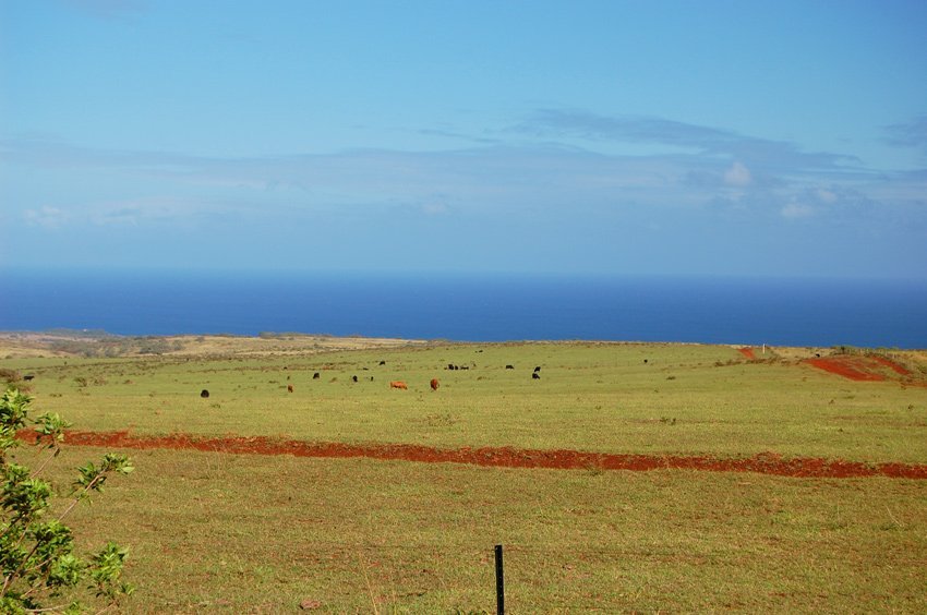 Happy cattle