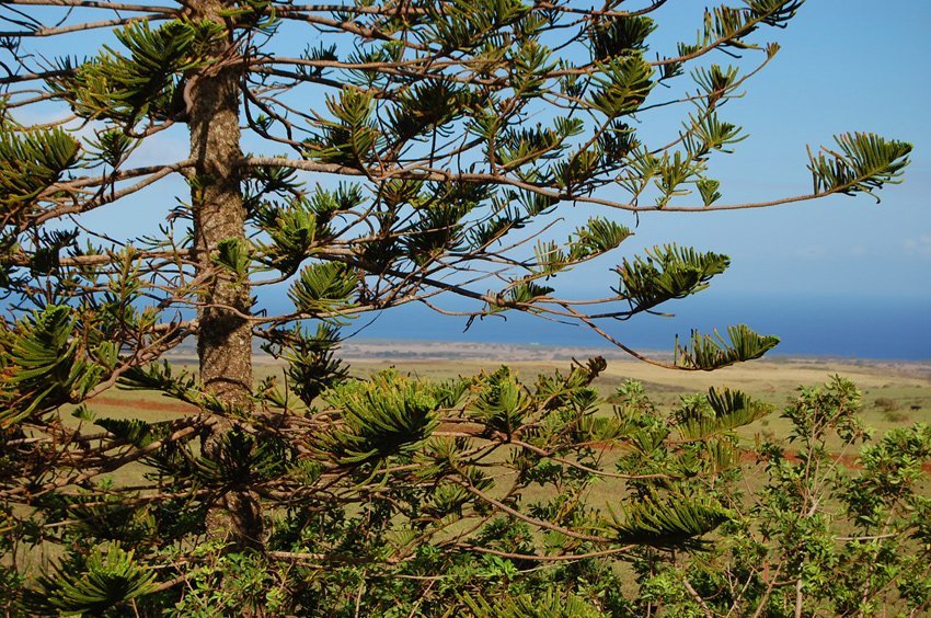 Scenic Maunaloa view