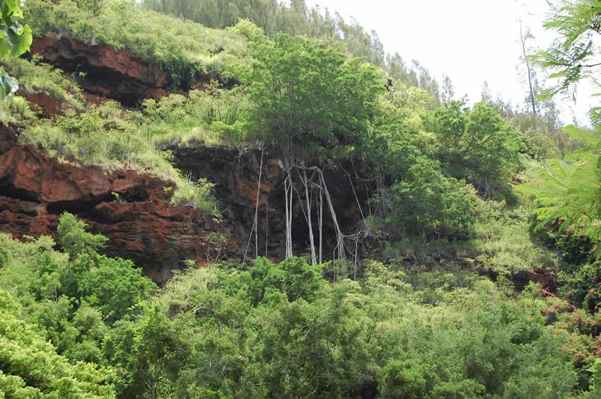 Interesting tree roots on red cliffs