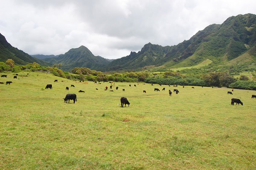 Ka'a'awa Valley