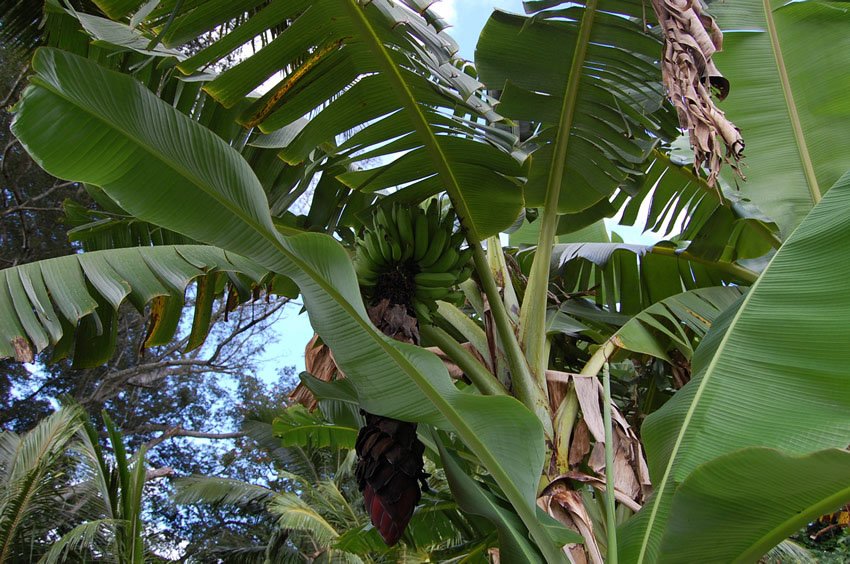 Banana tree