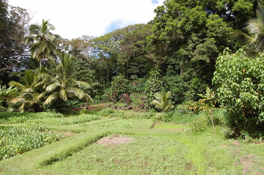 Tropical garden in the heiau