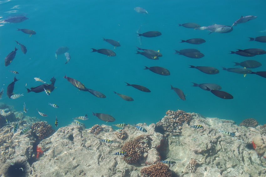 Honolulu Harbor fishies