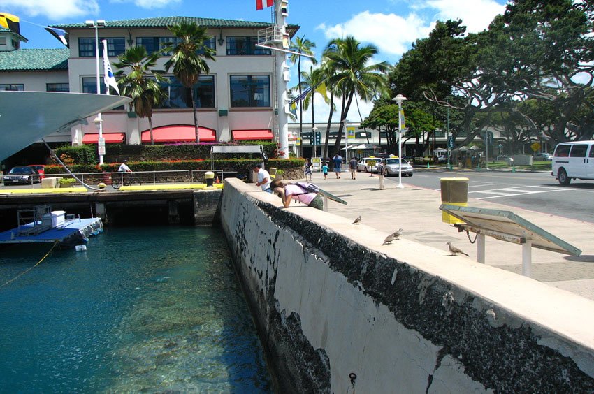 Tropical fish watching