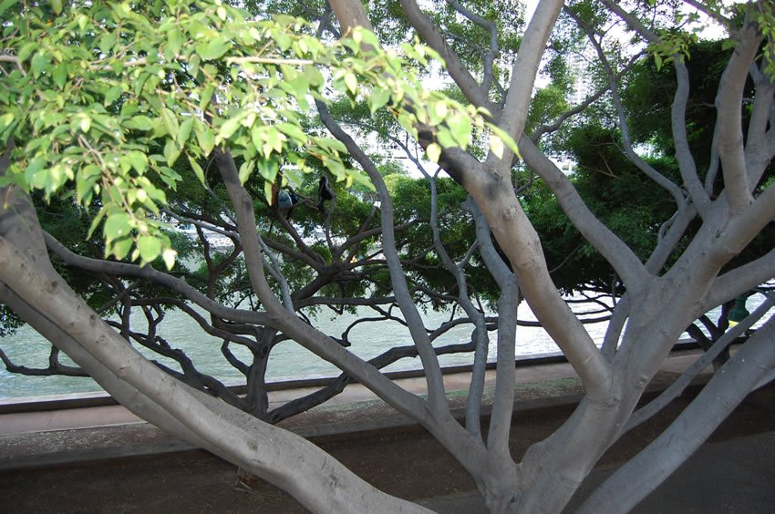 A tree at the Ala Wai Canal park