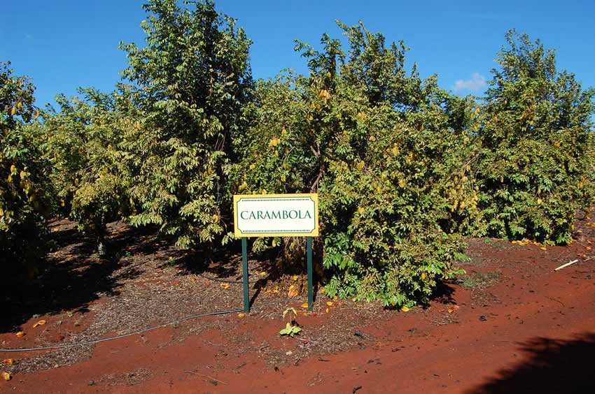 Carambola tree