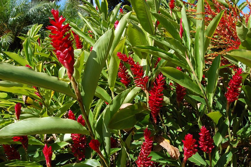 Heliconia