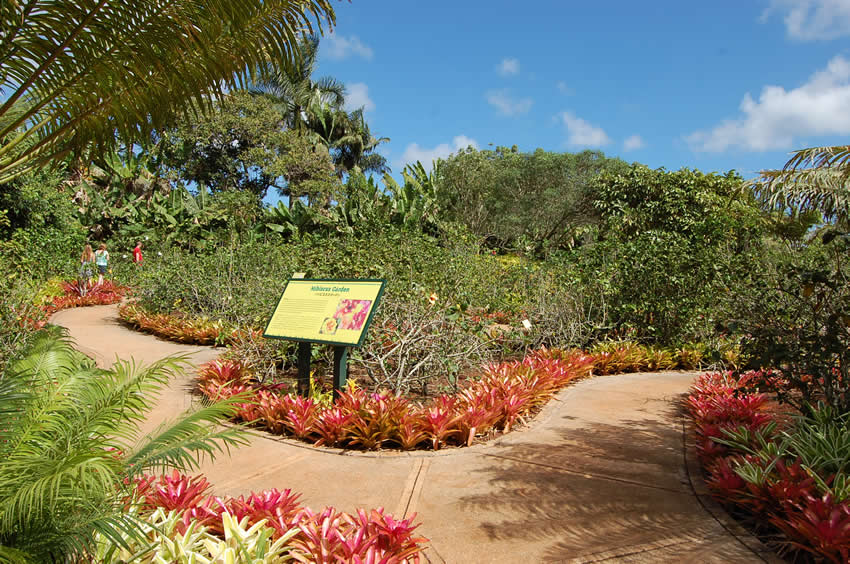 Hibiscus garden