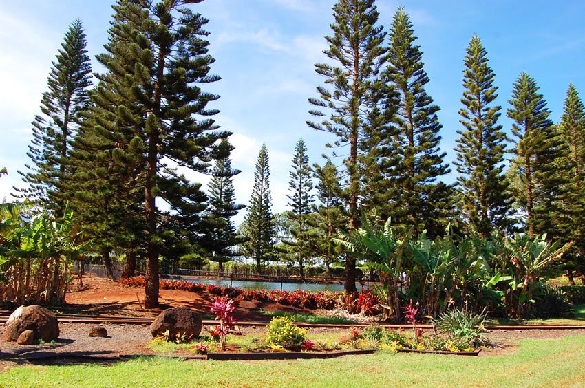 Koi fishpond at Dole Plantation