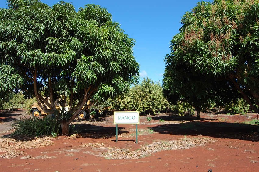 Mango tree