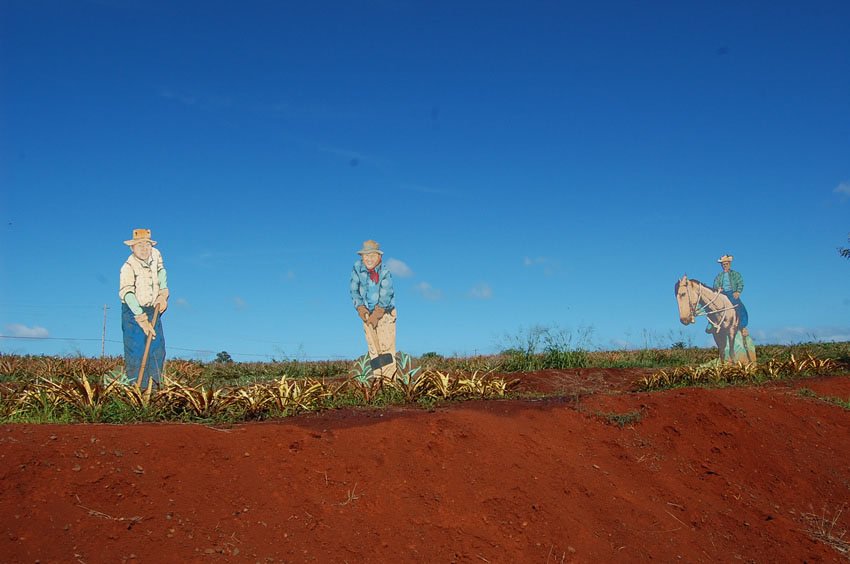 Plantation workers