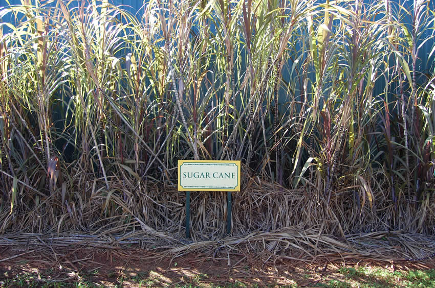 Sugarcane