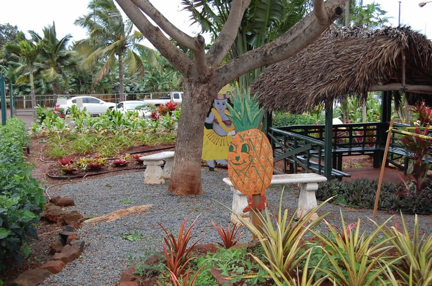 Garden with pineapples