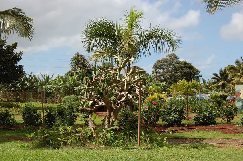 Touring Helemano Plantation