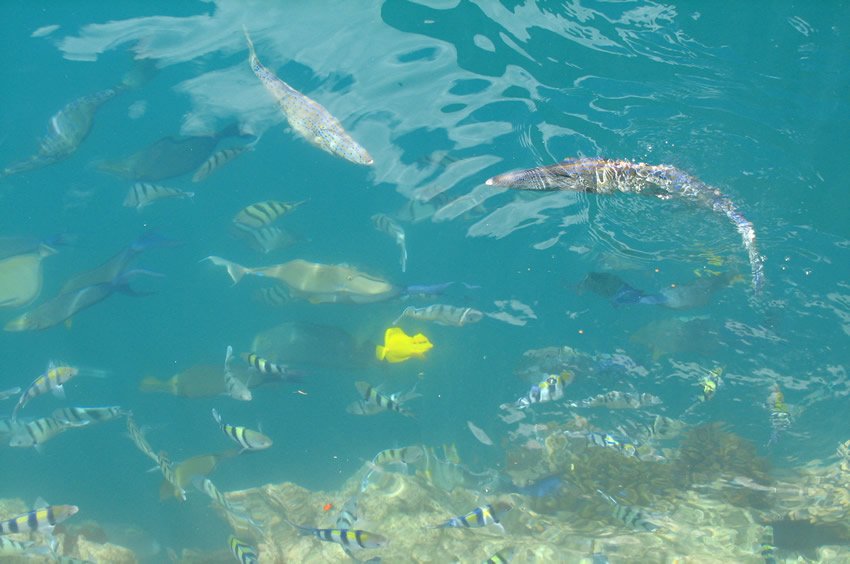 Harbor reef fish