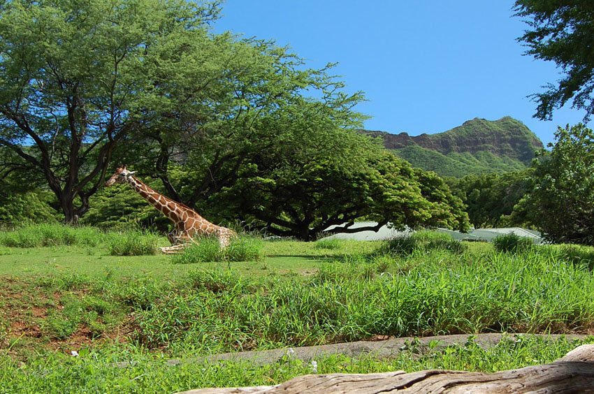 View to Diamond Head