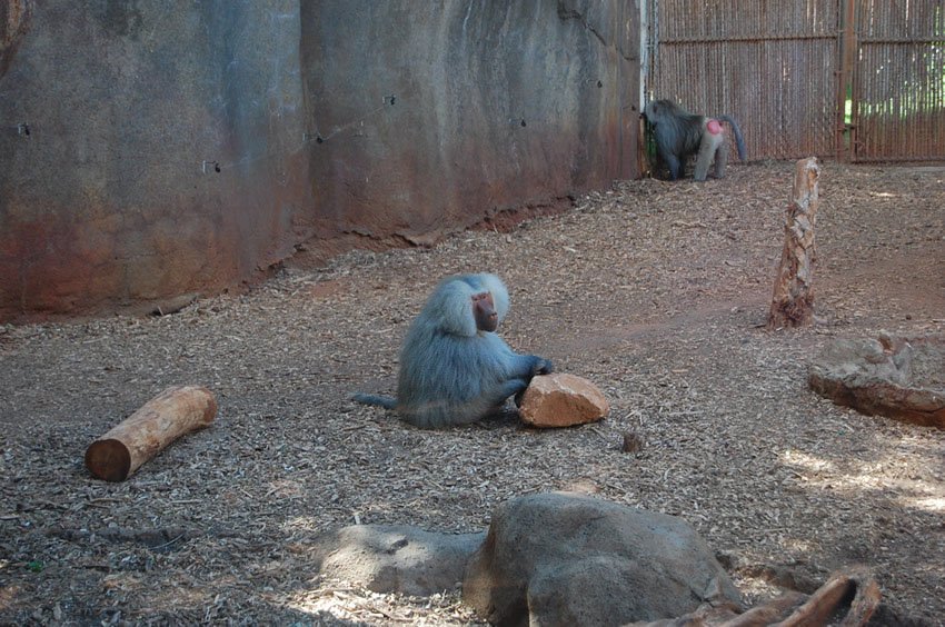 Hamadryas Baboon