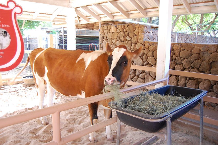 Happy cow