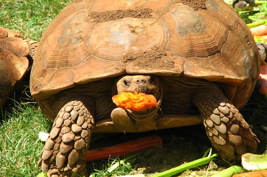 Hungry turtle