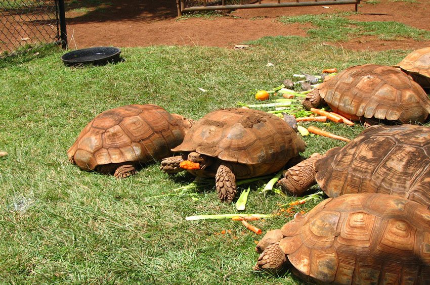 Carrot feast