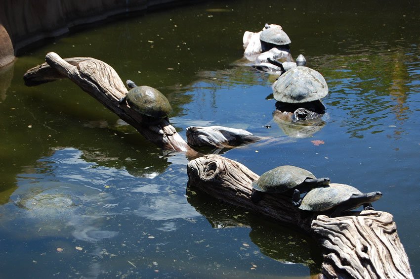 Sunbathing turtles