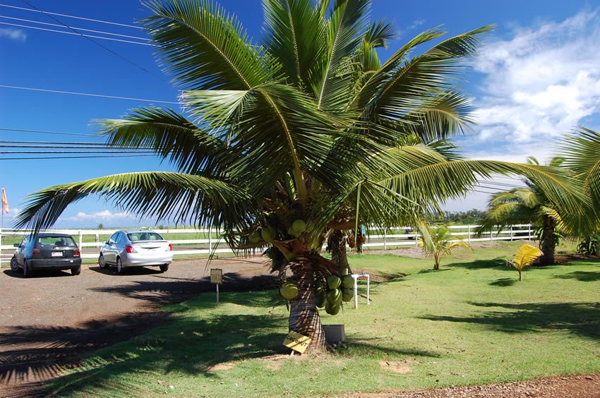 Coconut tree